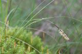 Carex lasiocarpa