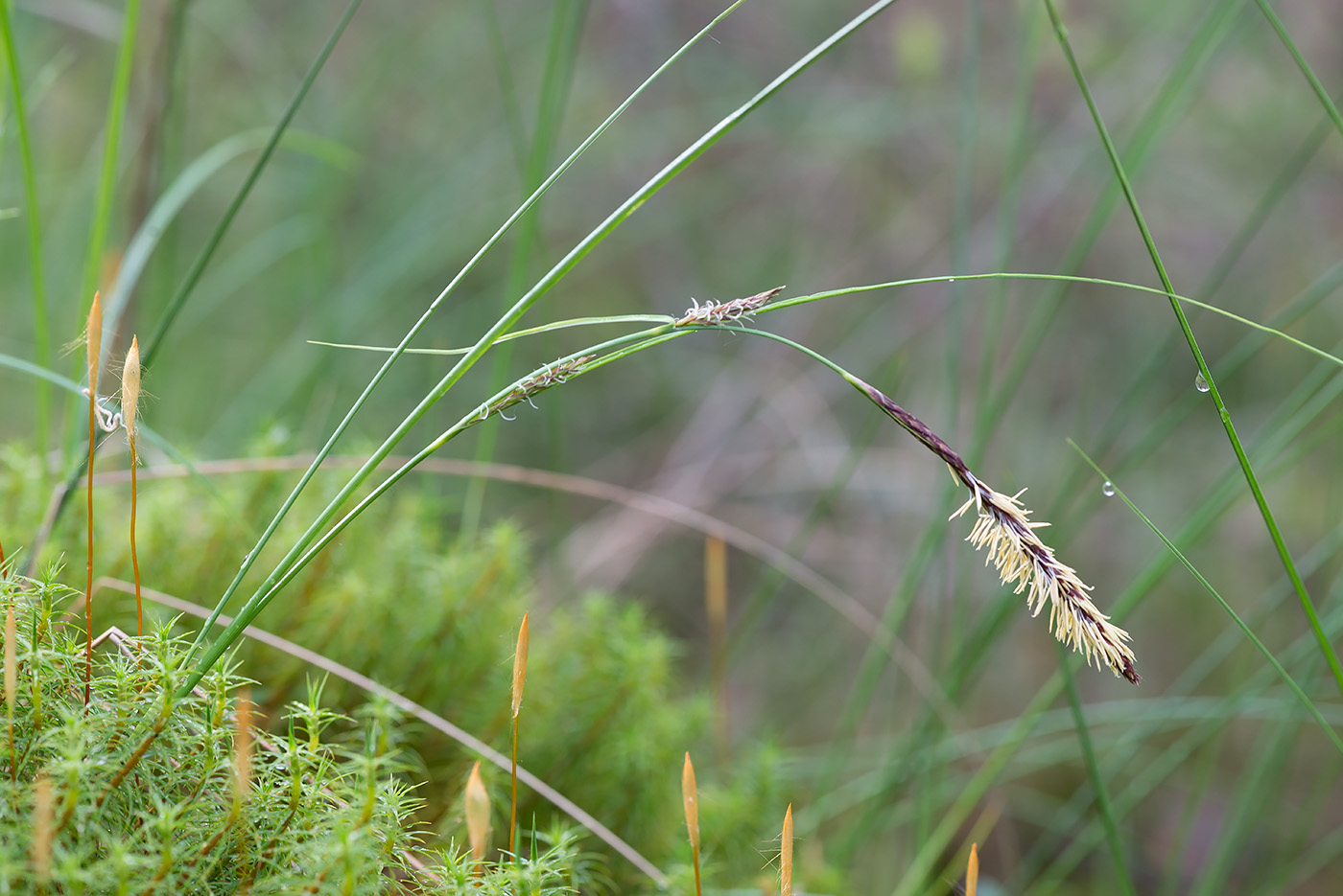 Изображение особи Carex lasiocarpa.