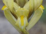 Iris reichenbachii