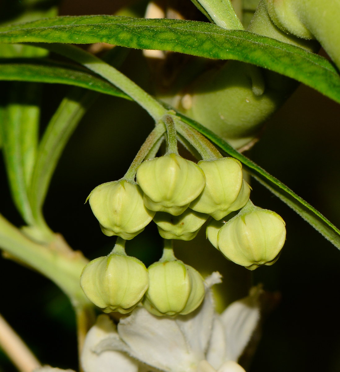 Изображение особи Gomphocarpus physocarpus.