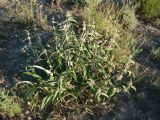 Phlomis hypoleuca