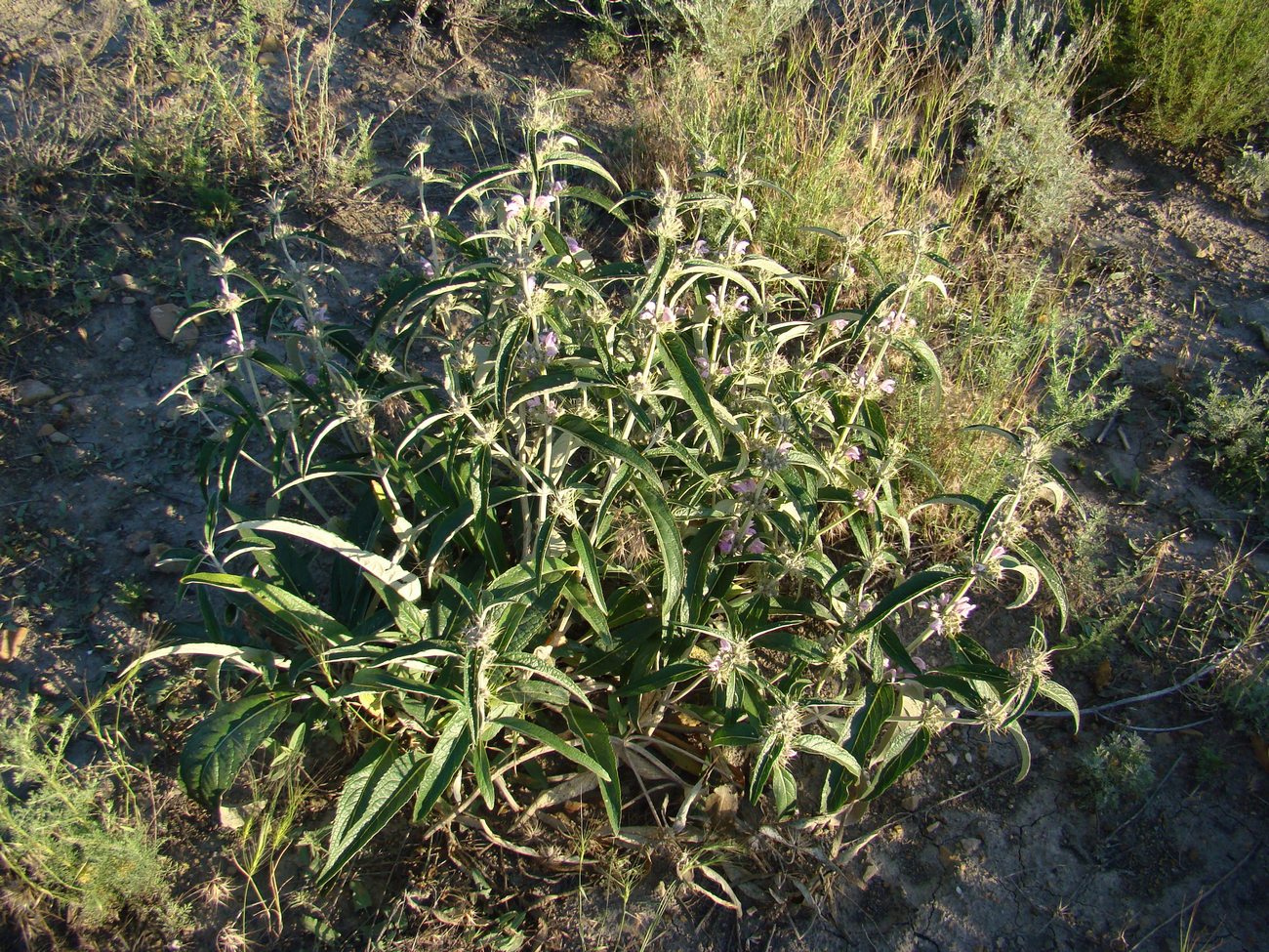 Image of Phlomis hypoleuca specimen.