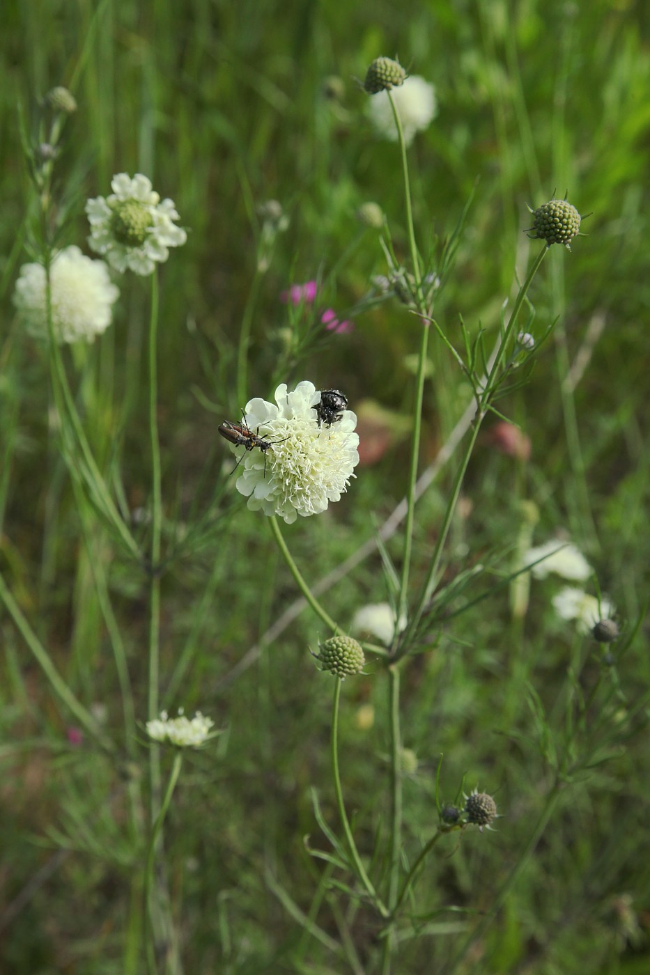 Изображение особи Scabiosa ochroleuca.