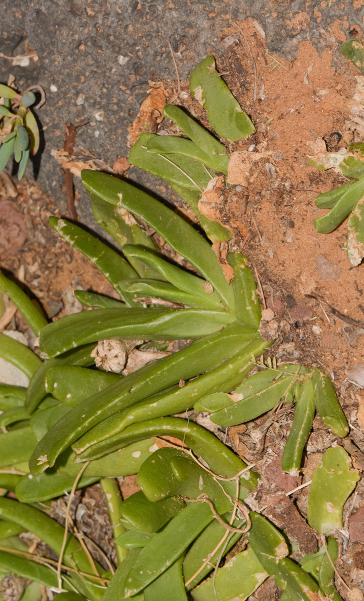 Изображение особи Glottiphyllum linguiforme.