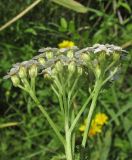 Achillea millefolium. Часть общего соцветия. Новосибирская обл., г. Новосибирск, окр. Академгородка, побережье Новосибирского вдхр., луговая поляна среди прибрежной древесной растительности. 5 августа 2017 г.