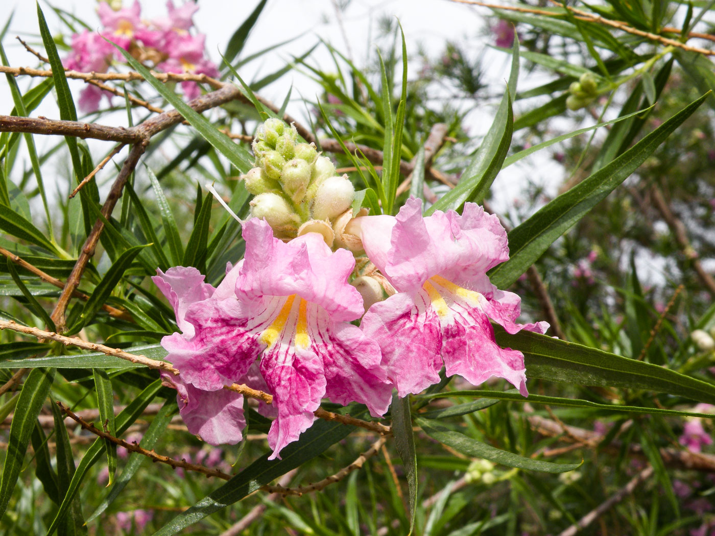 Изображение особи Chilopsis linearis.