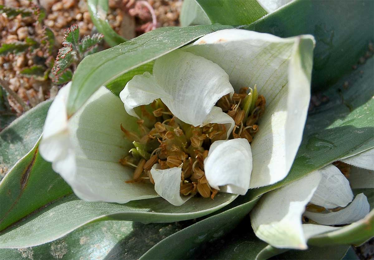 Image of Androcymbium ciliolatum specimen.