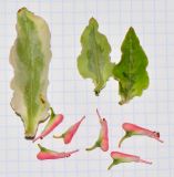 Euphorbia tithymaloides. Листья и циации. Израиль, впадина Мёртвого моря, киббуц Эйн-Геди. 24.04.2017.