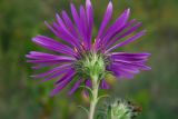 Symphyotrichum novae-angliae