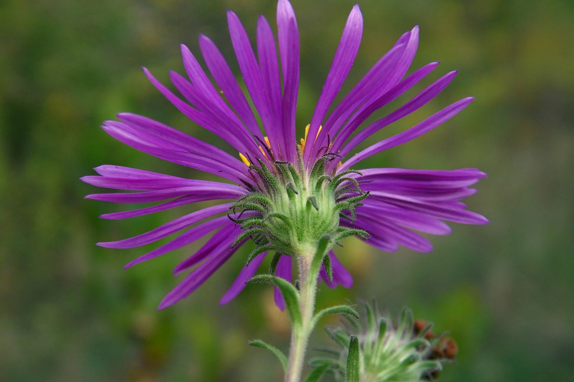 Изображение особи Symphyotrichum novae-angliae.