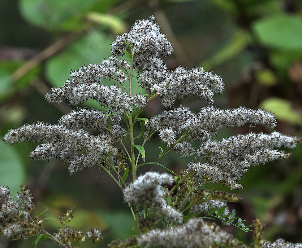 Image of Solidago canadensis specimen.