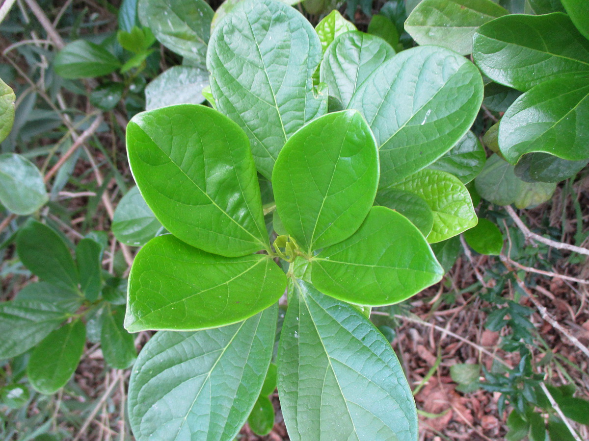 Изображение особи Mansoa alliacea.