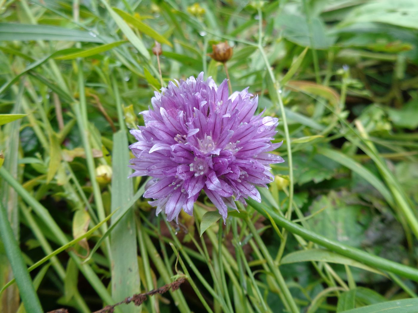 Image of Allium schoenoprasum specimen.