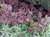 Coleus scutellarioides