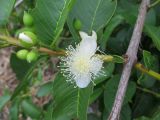 Psidium guajava. Часть ветви с цветком и бутонами. Австралия, г. Брисбен, частная застройка, в культуре. 09.10.2016.
