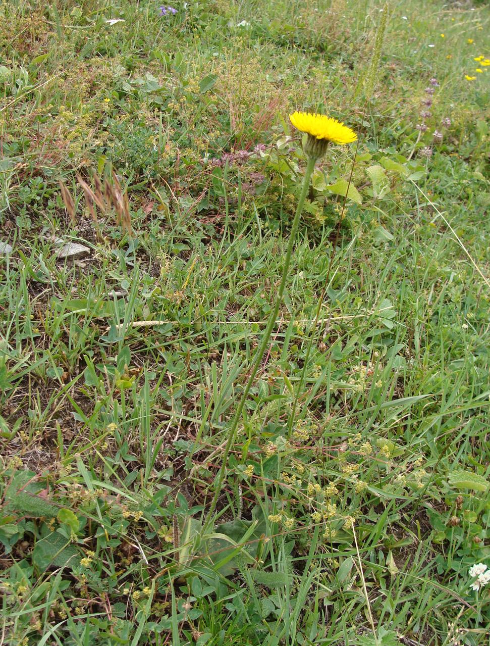 Image of Trommsdorffia maculata specimen.