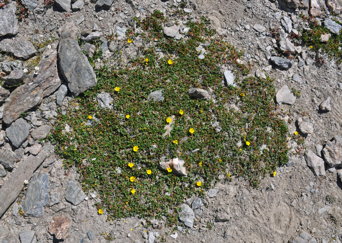 Image of genus Potentilla specimen.