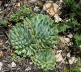 Orostachys spinosa. Вегетирующие растения. Якутия, Алданский р-н, левый берег р. Алдан в 6 км выше г. Томмот, в подошве щебнистого склона. 27.06.2016.