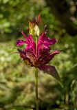 Monarda didyma