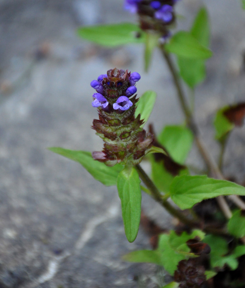 Image of Prunella vulgaris specimen.