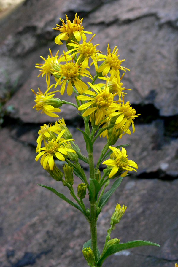 Image of Solidago virgaurea specimen.