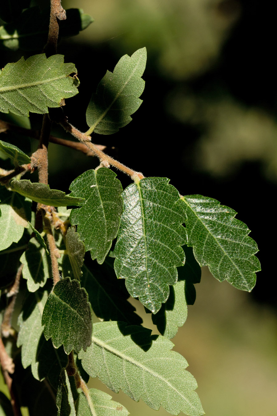 Image of Zelkova abelicea specimen.