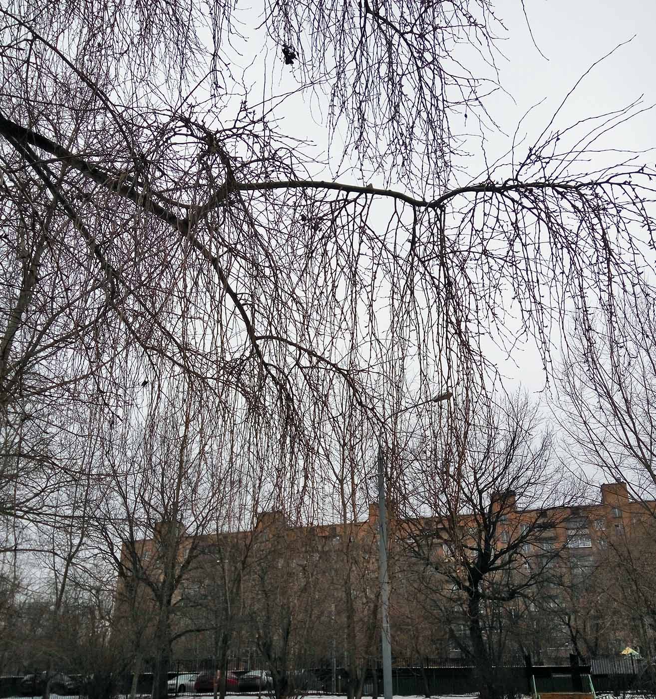 Image of Populus &times; rasumowskiana specimen.