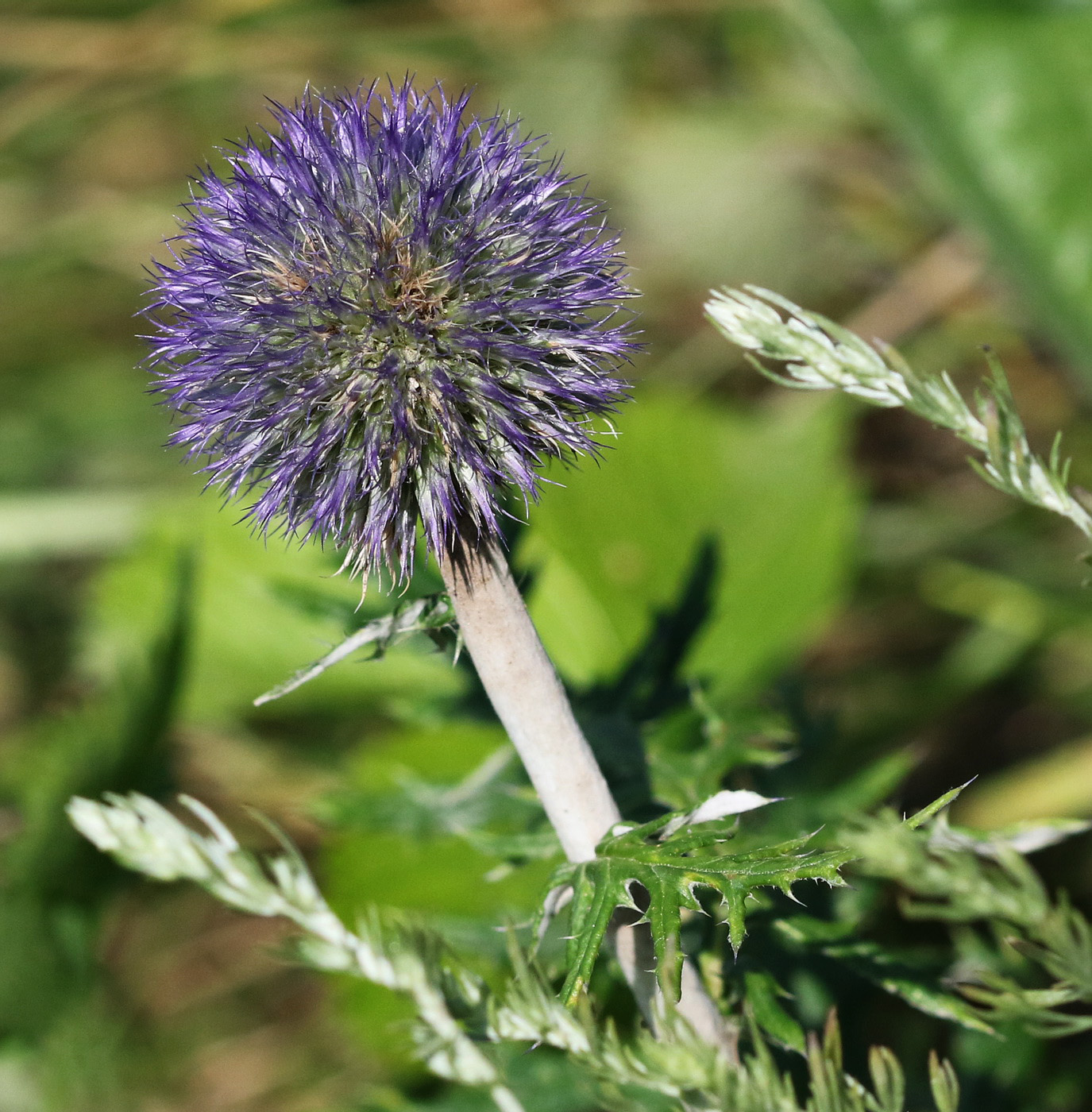 Изображение особи Echinops crispus.