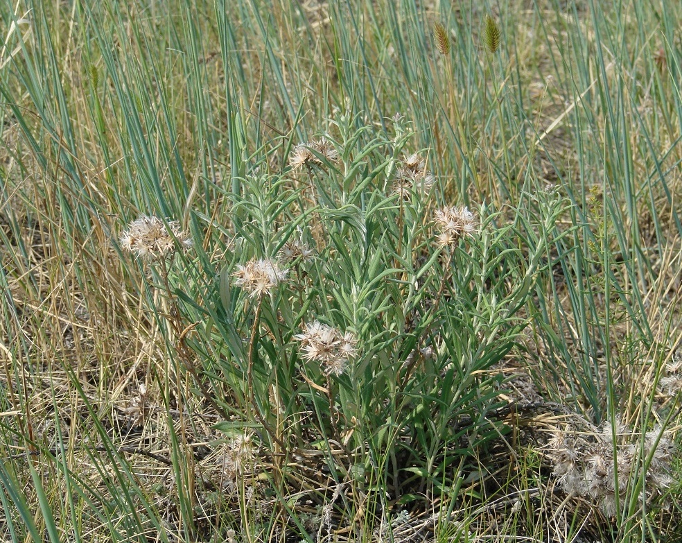 Изображение особи Saussurea salicifolia.