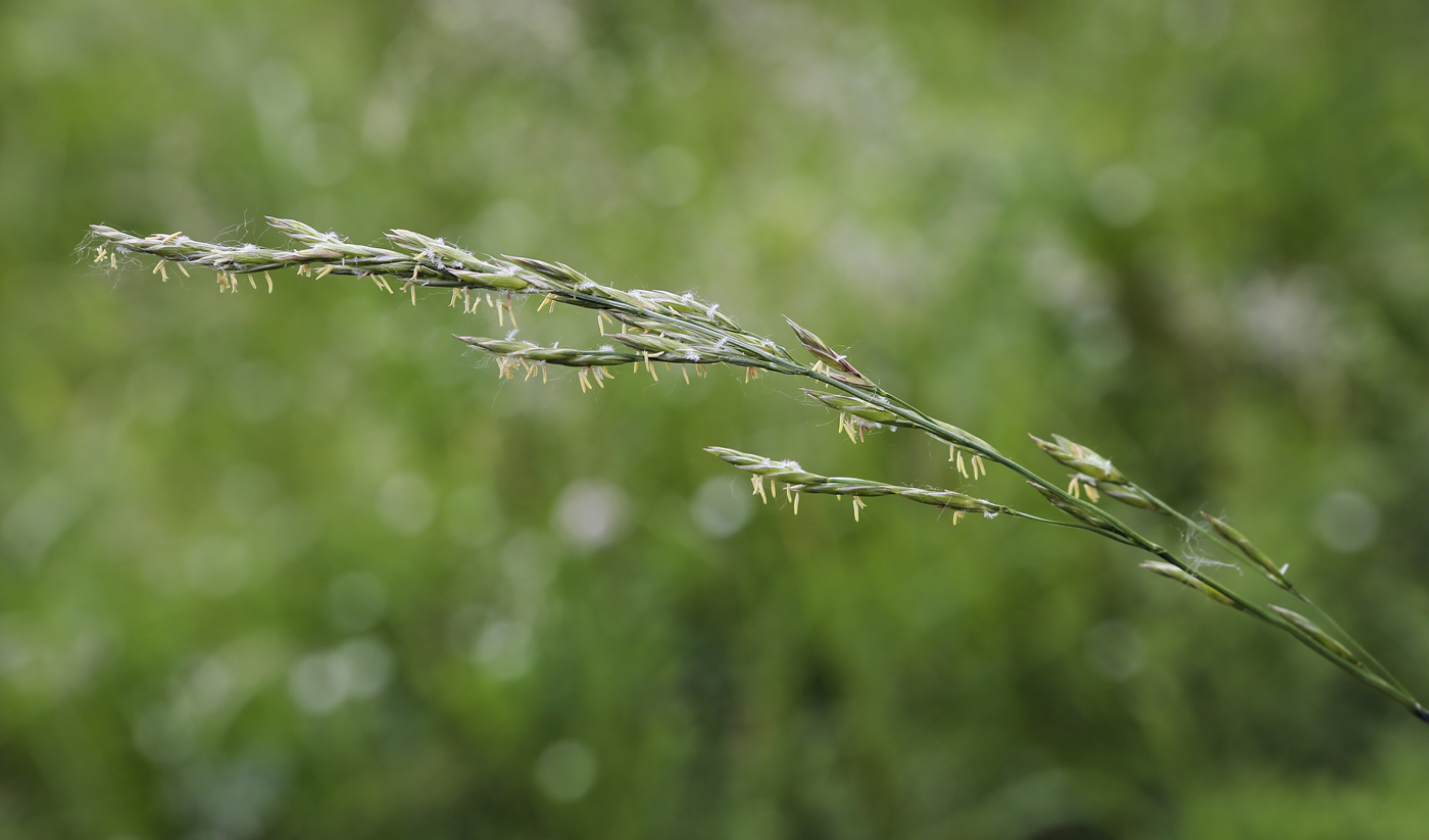 Изображение особи Festuca pratensis.