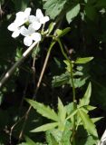 Cardamine bulbifera. Верхушка цветущего растения. Северная Осетия, нижняя часть Куртатинского ущелья. 06.05.2010.