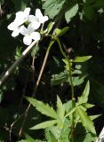 Cardamine bulbifera