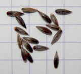 Image of taxon representative. Author is Анна Малыхина