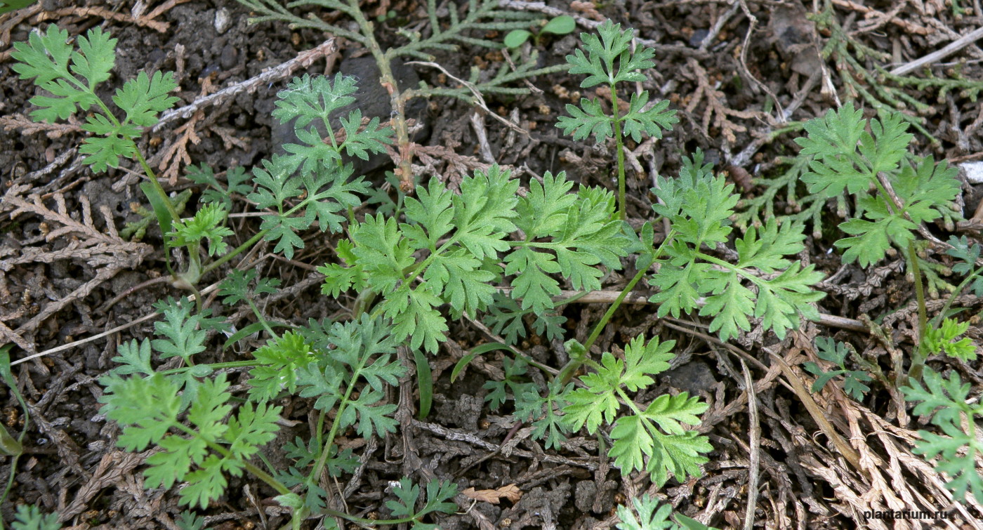 Изображение особи Torilis arvensis.