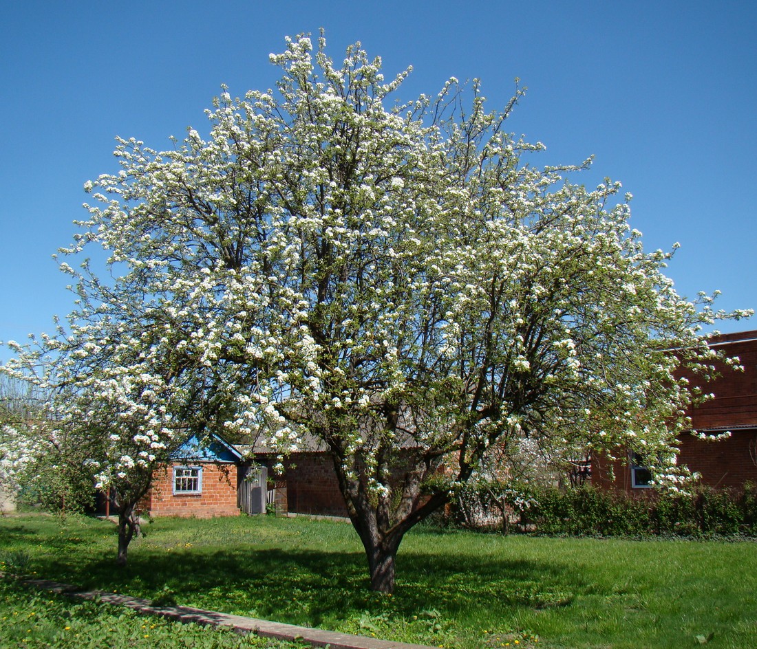 Image of Pyrus communis specimen.