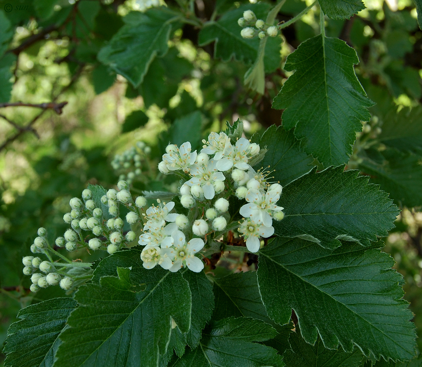 Изображение особи Sorbus intermedia.