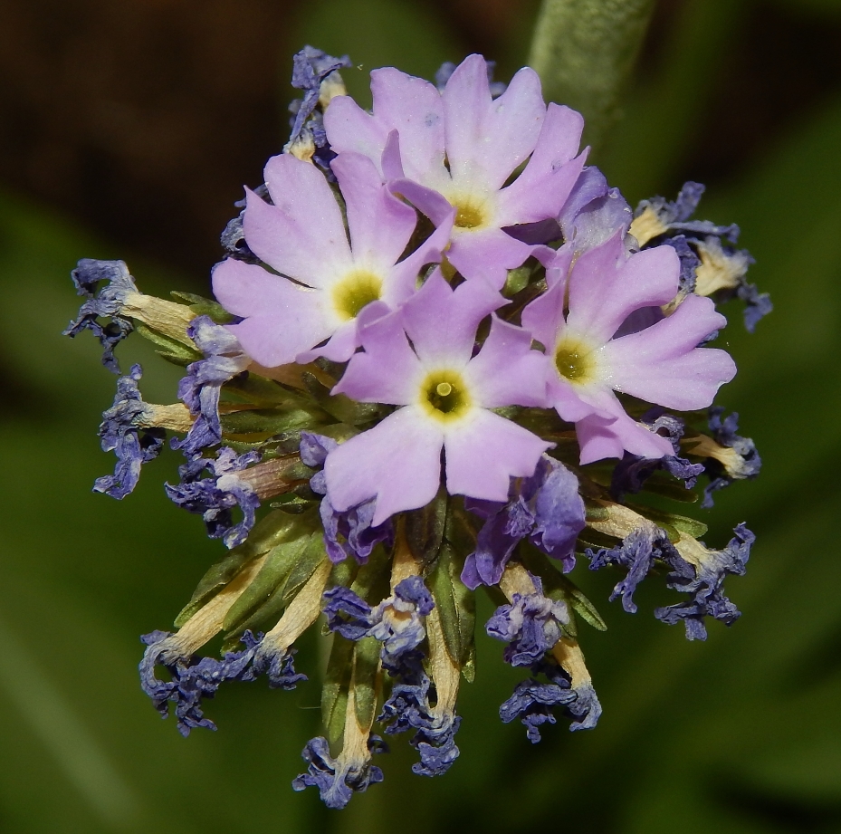 Image of Primula denticulata specimen.