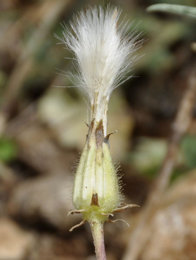 Изображение особи Crepis incana.