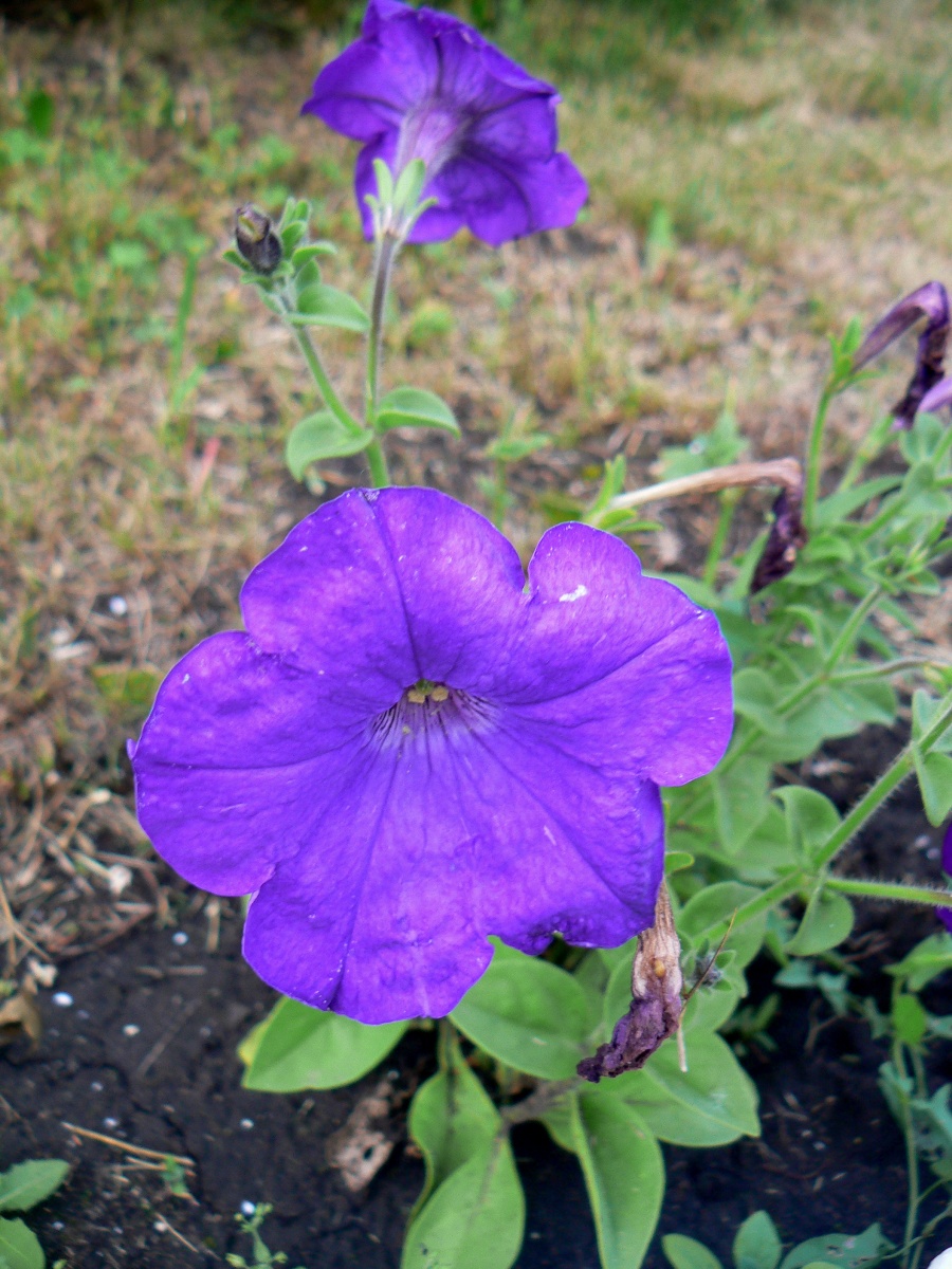 Изображение особи Petunia &times; atkinsiana.