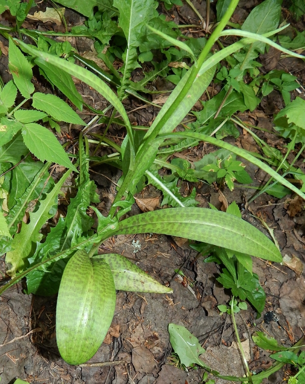 Image of Dactylorhiza fuchsii specimen.