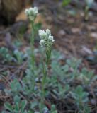 Antennaria dioica