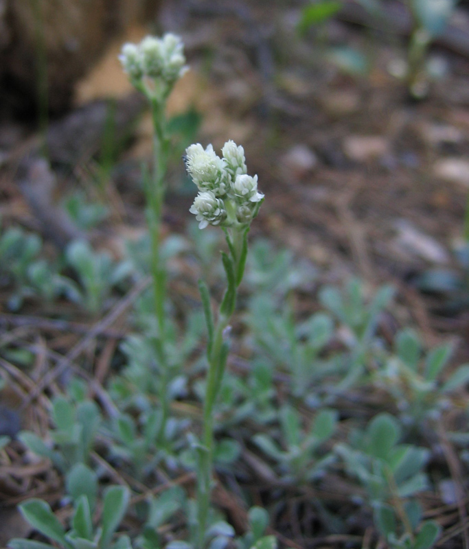 Изображение особи Antennaria dioica.