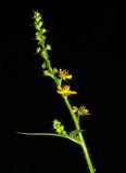 Agrimonia pilosa