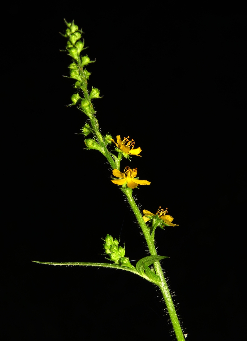 Изображение особи Agrimonia pilosa.