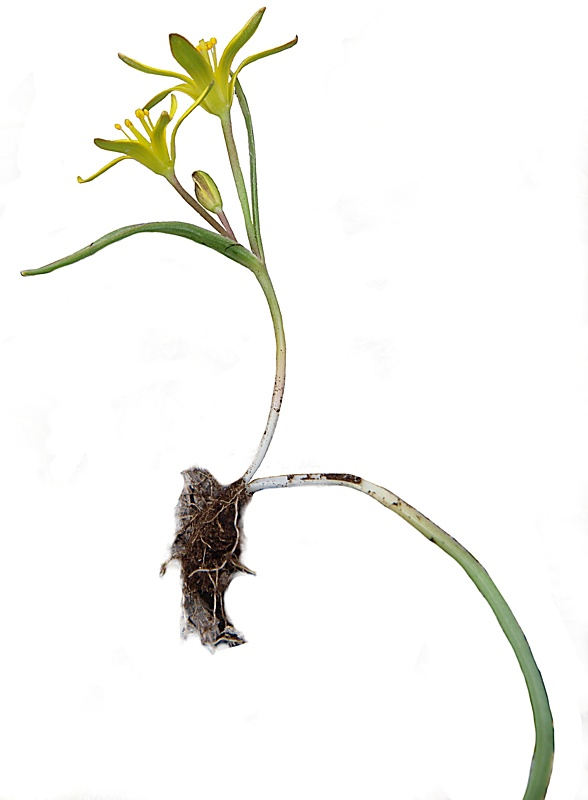 Image of genus Gagea specimen.