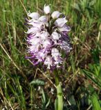 Orchis simia