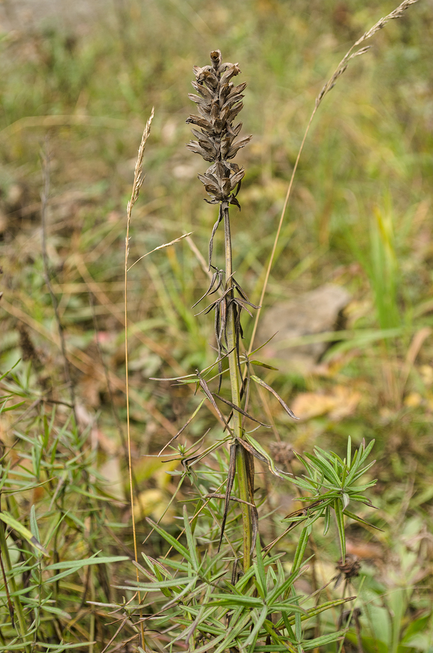 Image of Dracocephalum ruyschiana specimen.