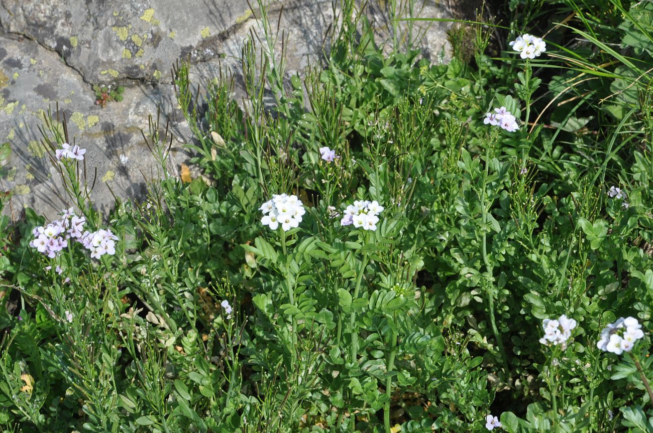 Изображение особи Cardamine uliginosa.