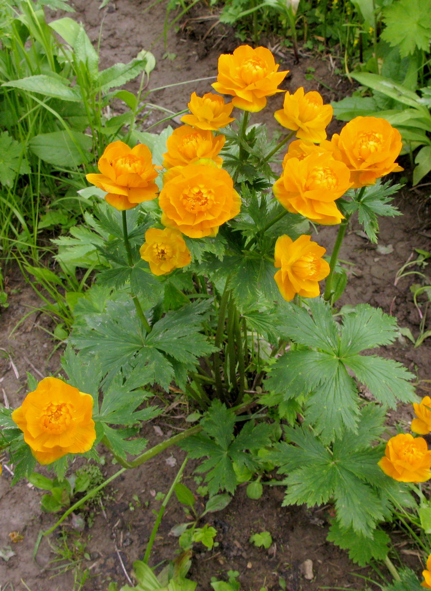 Image of Trollius kolonok specimen.