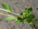 genus Draba